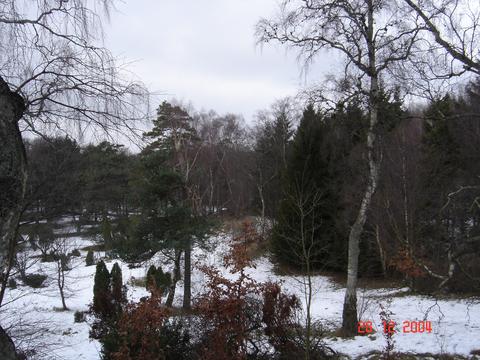 Enebrdalen, Tisvilde Hegn, december 2004.