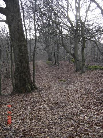 Auderd skov, februar 2005. Foto: Morten Lehrmann.