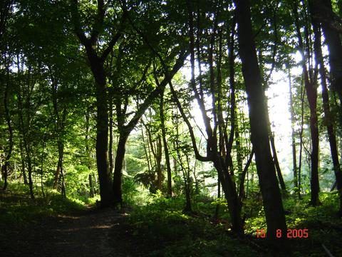 Slagslunde skov, august 2005