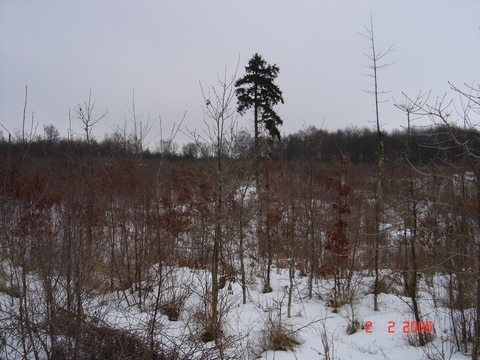 Slagslunde skov, februar 2006.
