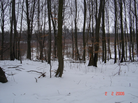 Slagslunde skov, februar 2006.