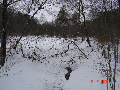 Gulbjerg mose, Slagslunde skov, februar 2006.