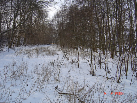 Naturreservatet ved Gundsmagle s, februar 2006.