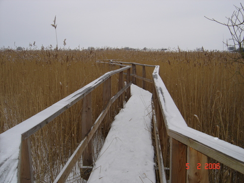 Gangbro ud i rrene i naturreservatet ved Gundsmagle s, februar 2006.