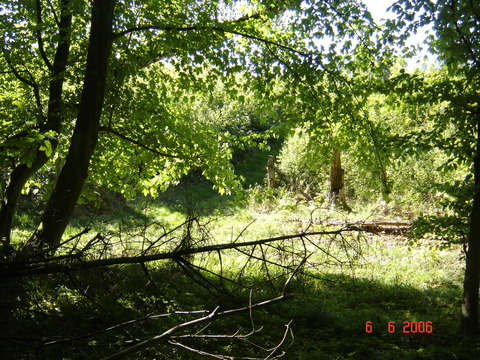 Slagslunde skov, 06.06.2006