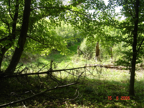 Slagslunde skov, 15.06.2006